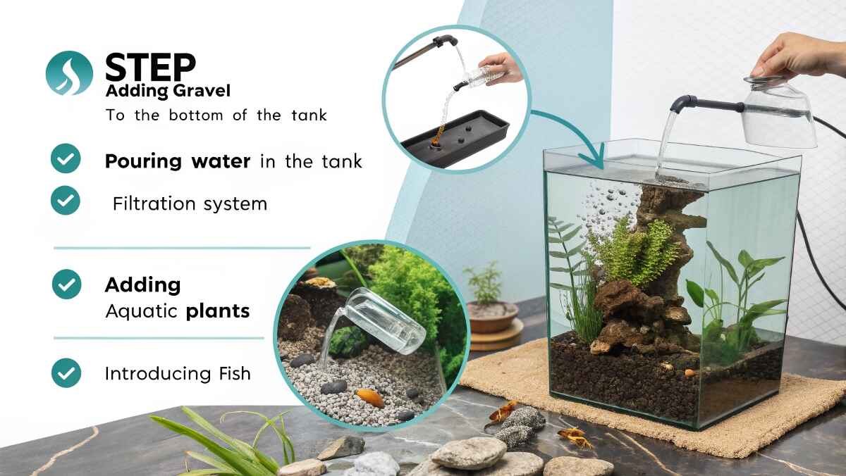 step-by-step-infographic-of-setting-up-a-freshwate-2