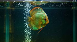 Why Are My Fish Swimming at the Top of the Tank. Tropical fish swimming at top of tank due to low oxygen