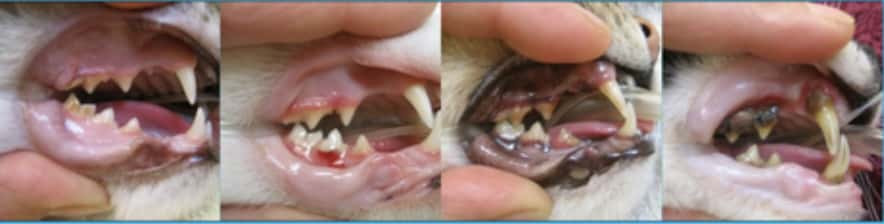 Feline dental disease comparison